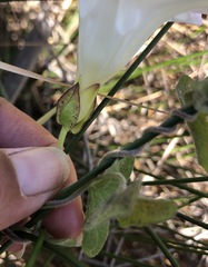 Calystegia sepium limnophila