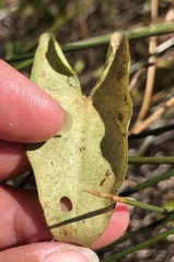 Calystegia sepium limnophila