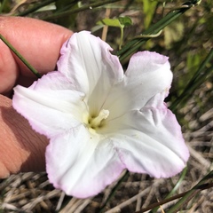 Calystegia sepium limnophila