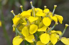 Erysimum occidentale