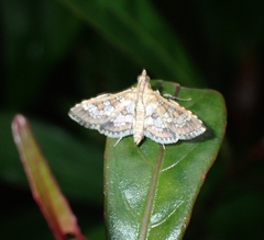Sameodes