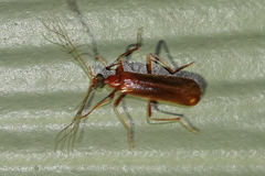 Dendroides ephemeroides