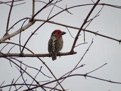 Lybius vieilloti