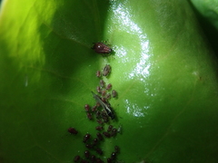 Staticobium staticis