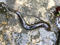 Haemopidae