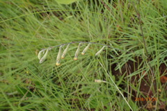 Silene burchellii