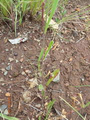 Silene burchellii