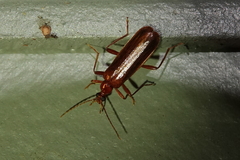 Dendroides ephemeroides