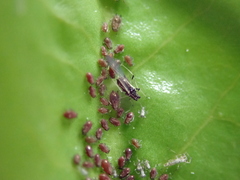 Staticobium staticis