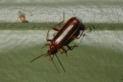Dendroides ephemeroides