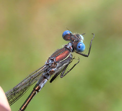 Lestes stultus