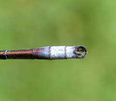 Lestes stultus