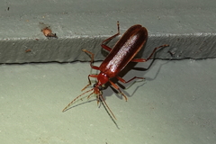 Dendroides ephemeroides
