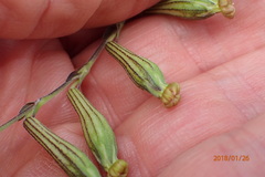 Silene burchellii