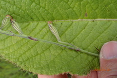 Silene burchellii
