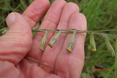 Silene burchellii