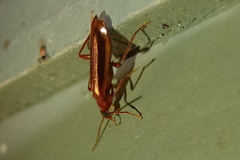 Dendroides ephemeroides