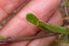 Silene burchellii