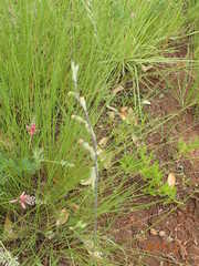 Silene burchellii