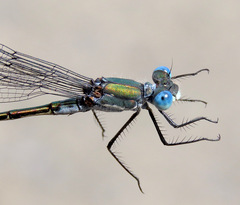 Lestes dryas