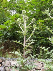 Echinops sphaerocephalus