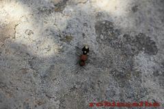 Ronisia brutia
