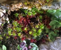 Ptychostomum pallens