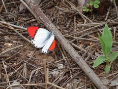 Colotis danae eupompe