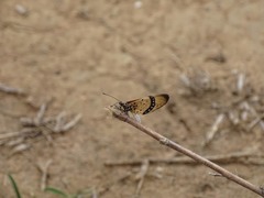 Acraea caecilia