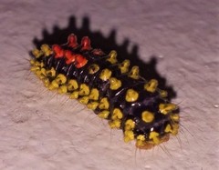 Cyclosia papilionaris