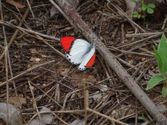 Colotis danae eupompe