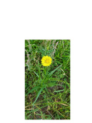 Pyrrhopappus carolinianus