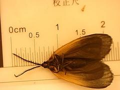 Pyromorpha dimidiata