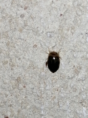Laccophilus peregrinus
