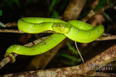 Tropidolaemus subannulatus