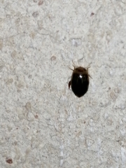 Laccophilus peregrinus