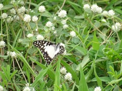 Graphium angolanus baronis