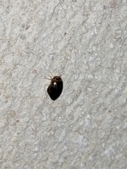 Laccophilus peregrinus