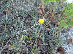 Rhynchosia chrysoscias