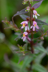 Odontites vulgaris