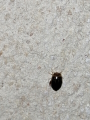 Laccophilus peregrinus