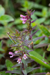 Odontites vulgaris