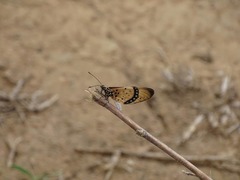 Acraea caecilia
