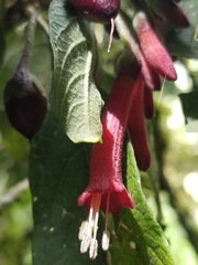 Iochroma fuchsioides