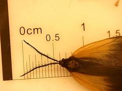 Pyromorpha dimidiata