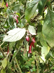 Iochroma fuchsioides