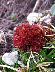 Ptychostomum pallens