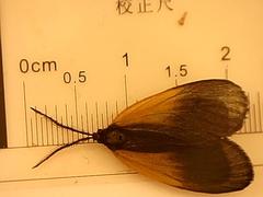 Pyromorpha dimidiata