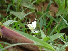 Belenois creona creona