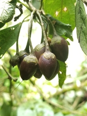 Iochroma fuchsioides